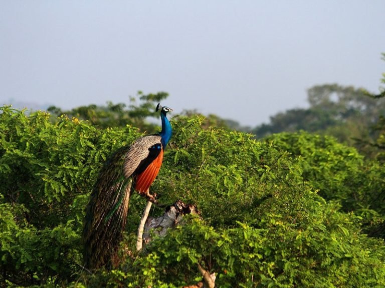 Scenic Rail & Transfer to Yala Region