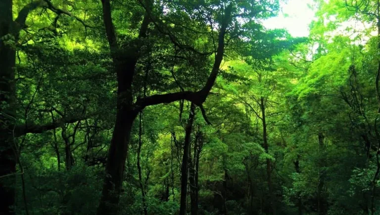 Sinharaja Rainforest – exploration in lush jungle