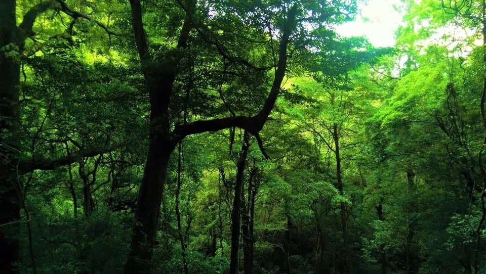 Sinharaja Rainforest – exploration in lush jungle 1 Sinharaja Rainforest – exploration in lush jungle