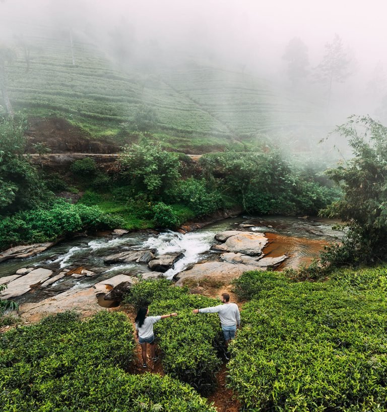 Nuwara Eliya Tea Trails – walk through plantations