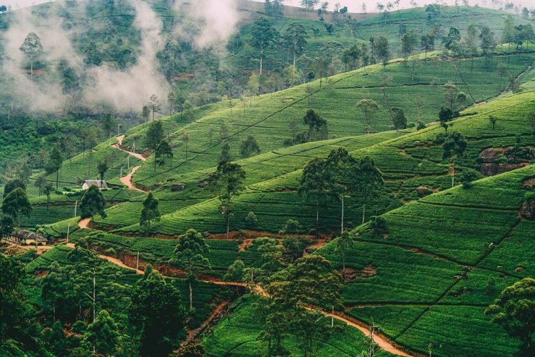 Highlands Leisure – Gardens, Tea & Tranquillity