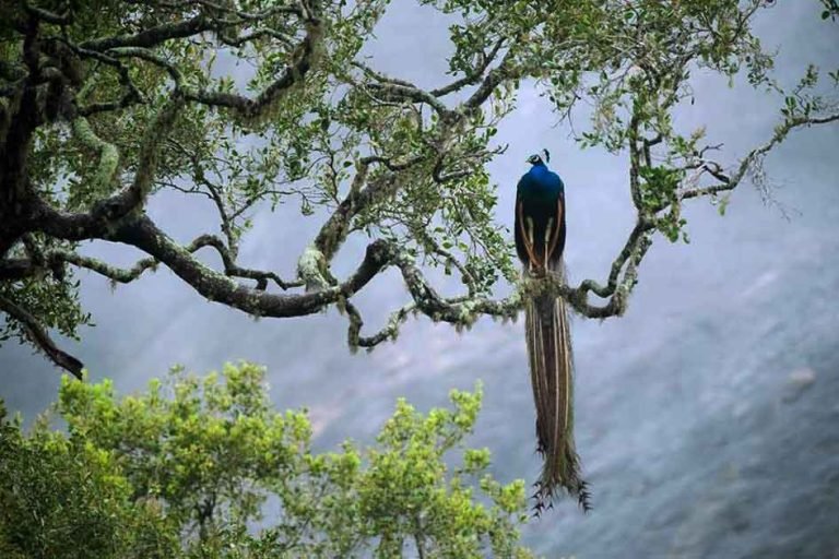 Full Day Trek in Sinharaja Rainforest