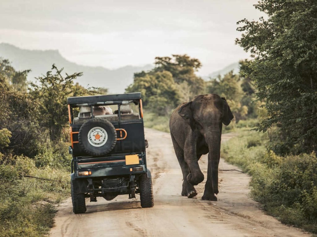 sri lanka sabaragamuwa province udawalawe elephant walking past safari car in udawalawe national park DAWF01145 e1760685136199
