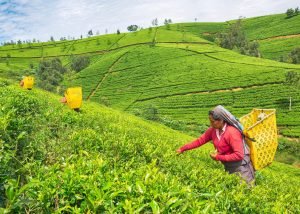 15979547 female worker at tea plantation nuwara eliya