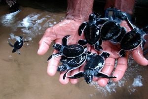 Turtle Hatcheries In Sri Lanka