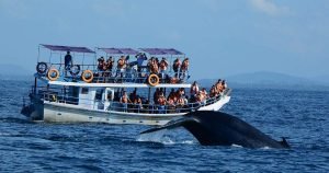 WhaleandDolphinWatchinginMirissaSriLanka Klook
