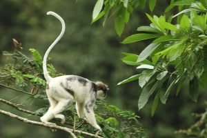 White monkeys 1200x800 1