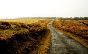 a visit to horton plains tea country slider 3