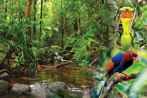 sinharaja rain forest